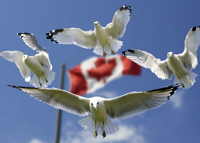 Doves in front of a Canadian Flag